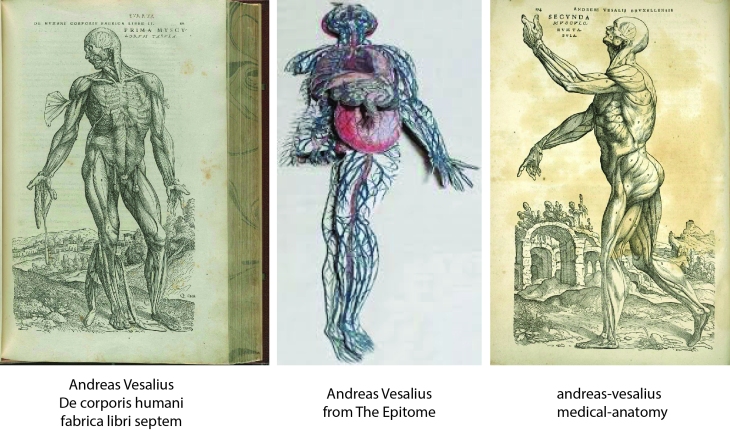 Anatomy comp Andreas Vesalius 2
