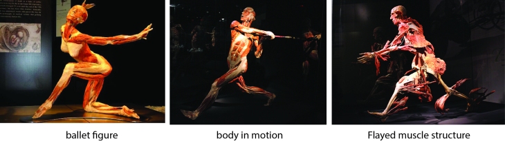 Anatomy comp body worlds 1