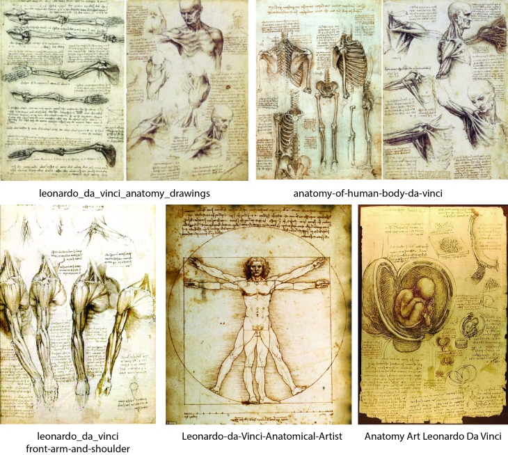 Anatomy comp leonardo Da Vinci