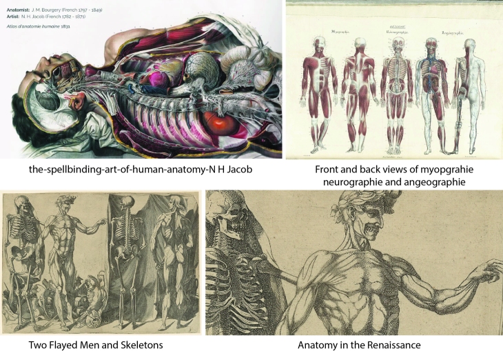 Anatomy comp renaissance anatomy